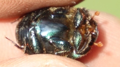 Proagoderus chalcostolus