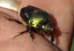 Proagoderus chalcostolus