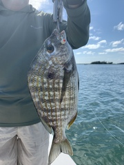 Archosargus rhomboidalis