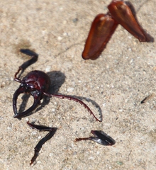 Cacosceles newmannii