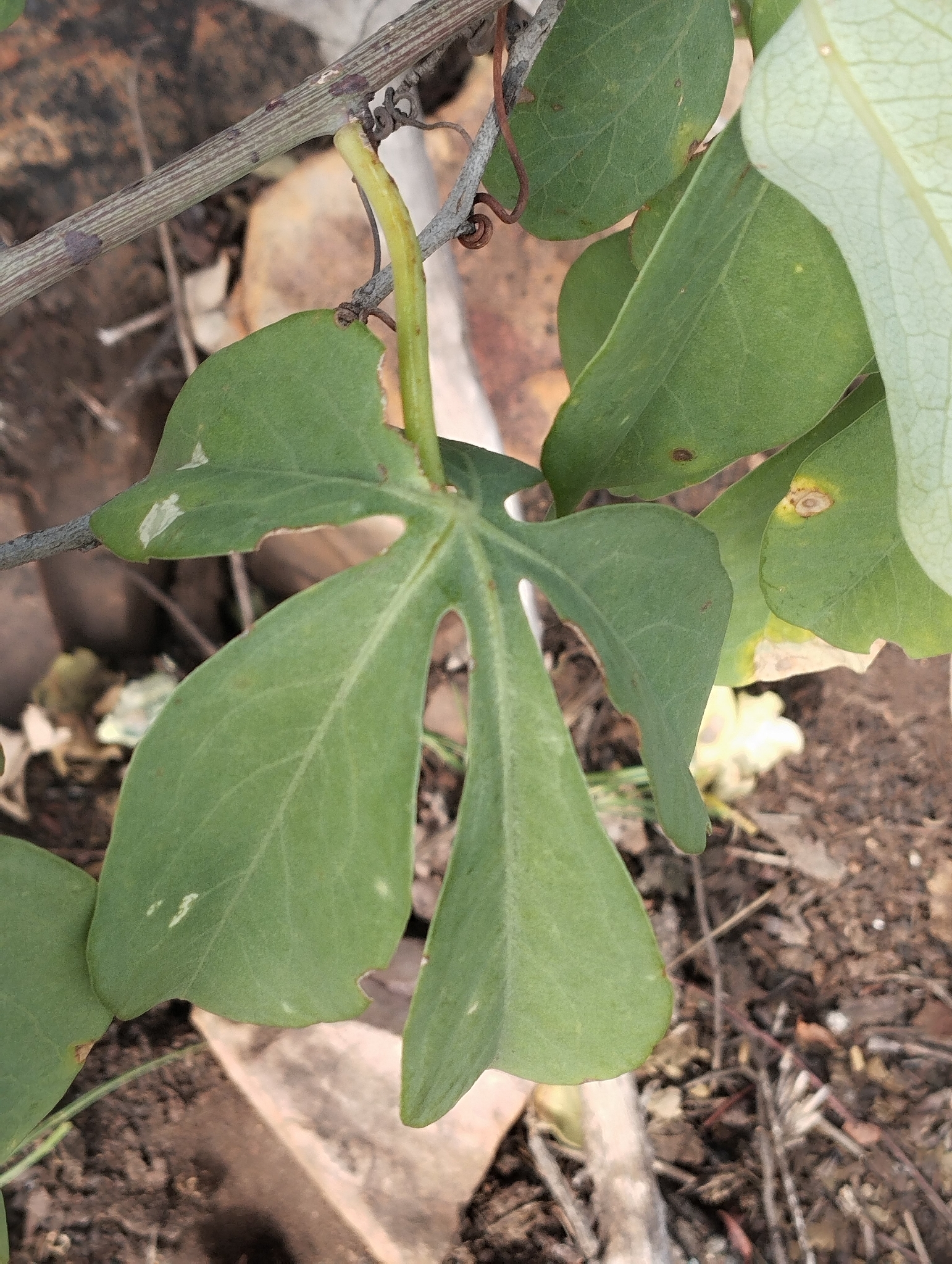 Imagem de Adenia glauca
