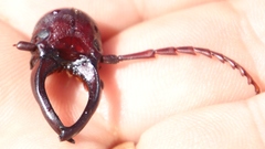 Cacosceles newmannii