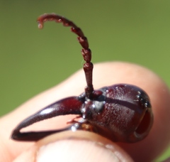 Cacosceles newmannii