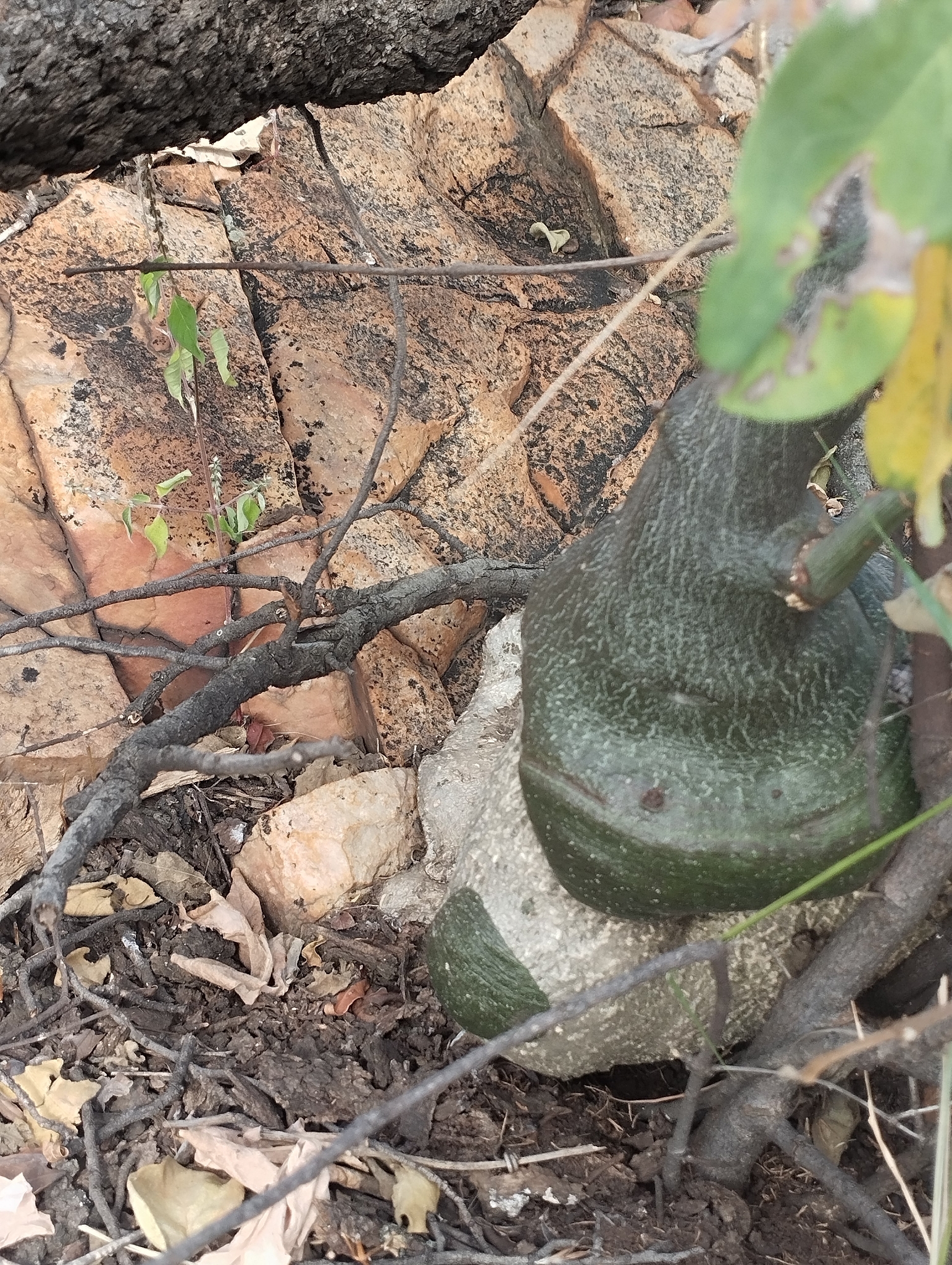 Imagem de Adenia glauca