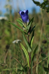 Gentiana triflora