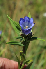 Gentiana triflora