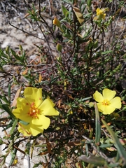 Cistus calycinus
