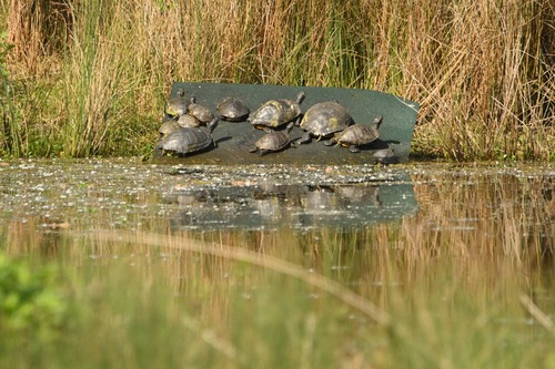 Trachemys scripta