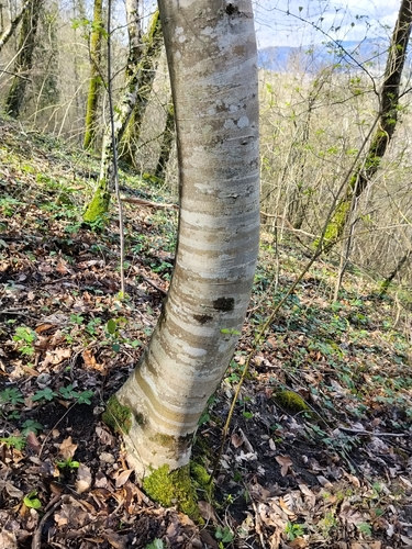 Oriental Beech (Fagus orientalis)