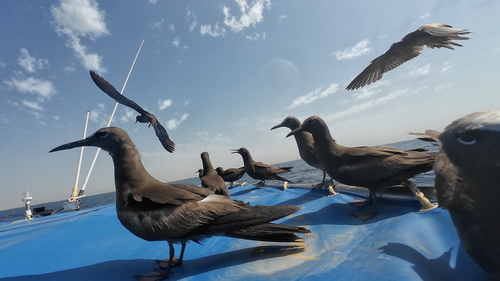 Brown Noddy