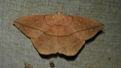 Lonomia columbiana