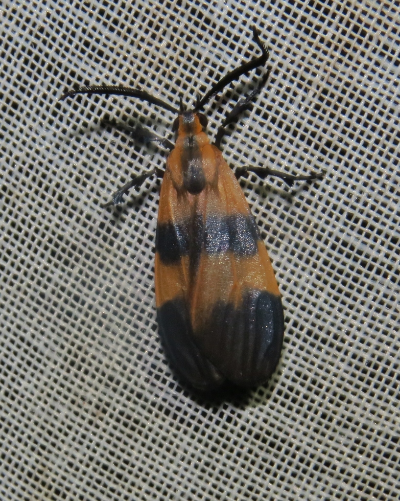 Correbia obtusa
