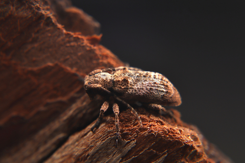 Pterolophia annulata