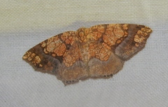 Nematocampa