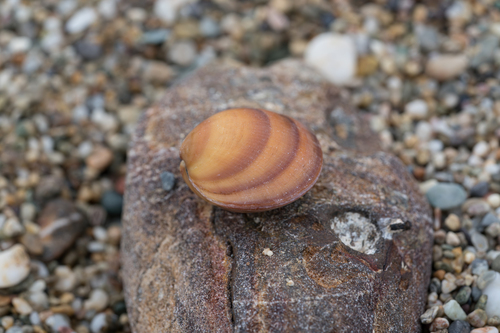 Glycymeris pilosa