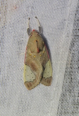 Bertholdia specularis