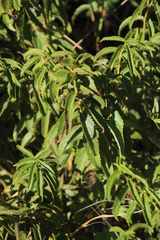 Image of Acalypha angustata