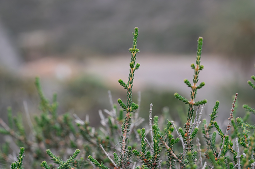 Erica manipuliflora, photograph 4