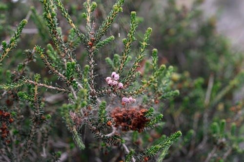 Autumn Heather (Erica manipuliflora)
