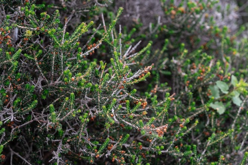 Erica manipuliflora, photograph 5