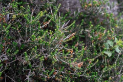 Erica manipuliflora, photograph (c) Eleftherios Katsillis, some rights reserved (CC BY)