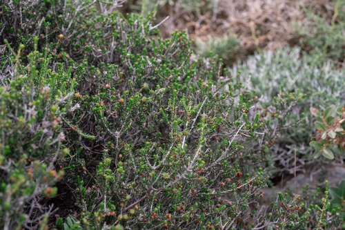 Erica manipuliflora, photograph 6