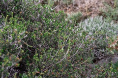 Erica manipuliflora, photograph (c) Eleftherios Katsillis, some rights reserved (CC BY)