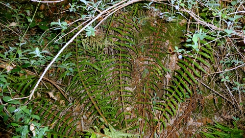 Scaly Male Fern (Dryopteris affinis)