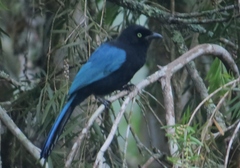 Cyanocorax melanocyaneus