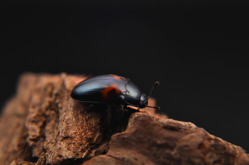 Aulacocheilus luniferus decoratus
