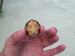 Chrysemys dorsalis