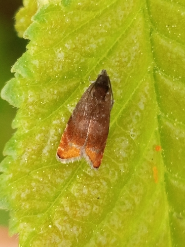 Pammene purpureana