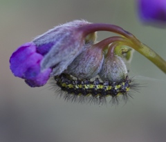Gnophaela latipennis