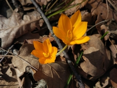 Crocus flavus