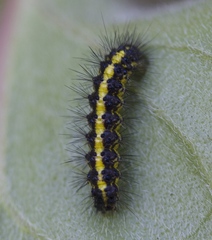 Gnophaela latipennis