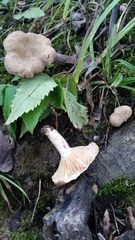 Lactarius subplinthogalus