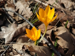 Crocus flavus