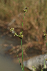Juncus articulatus limosus