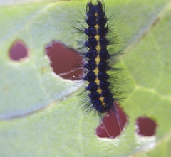 Gnophaela latipennis