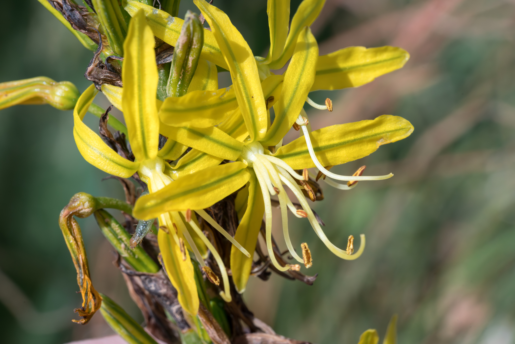 Asphodeline Lutea (Asphodeline lutea)