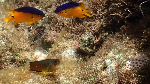 Trindade redlip blenny (Ophioblennius trinitatis) — Blenniidae — 5
