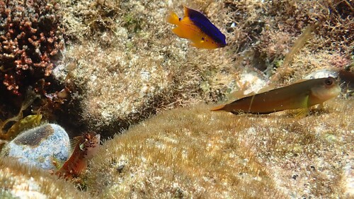 Trindade redlip blenny (Ophioblennius trinitatis) — Blenniidae — 4