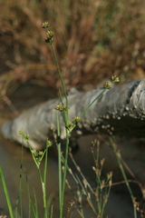 Juncus articulatus limosus