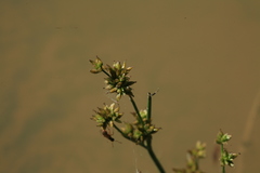 Juncus articulatus limosus