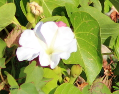 Ipomoea violacea