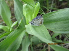 Pseudophilotes vicrama