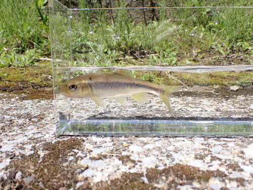Nipponocypris temminckii