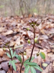 Cardamine angustata
