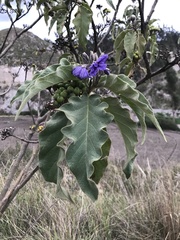 Solanum crinitipes