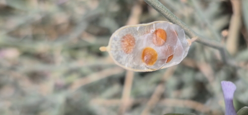 Farsetia aegyptia